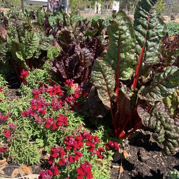 Houston Botanic Garden - Culinary garden - Venues & Event Spaces Near Me - Houston, Texas Houston Botanic Garden - Culinary garden - Venues & Event Spaces Near Me - Houston, Texas