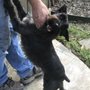 Photo of Orchard Dog Grooming