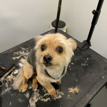 D&B Grooming - Pet Groomers Near Me D&B Grooming - Pet Groomers Near Me