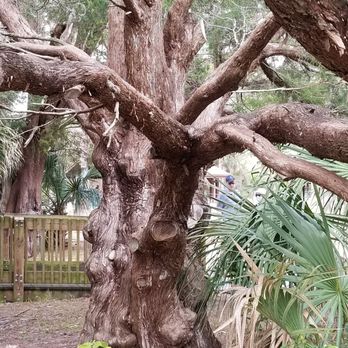 Wall Springs Park - Close up of cool cedar tree - Parks Near Me - Palm Harbor, Florida Wall Springs Park - Close up of cool cedar tree - Parks Near Me - Palm Harbor, Florida