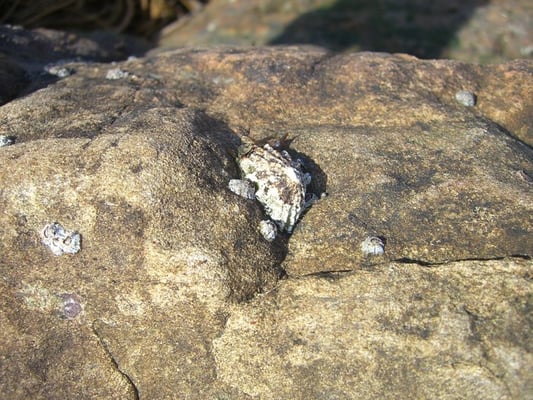 Salt Point State Park by null