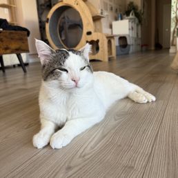 Sebastian, 4 year old gentleman