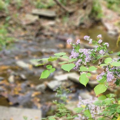 Wissahickon Valley Park by null