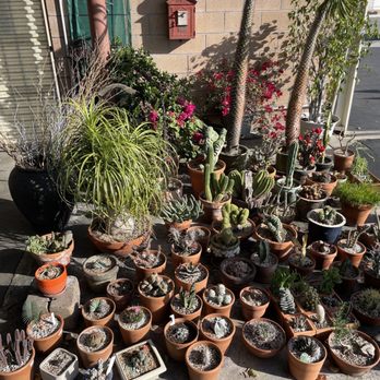L&K Auto Service - Succulent collection - Auto Repair Near Me - Artesia, California L&K Auto Service - Succulent collection - Auto Repair Near Me - Artesia, California