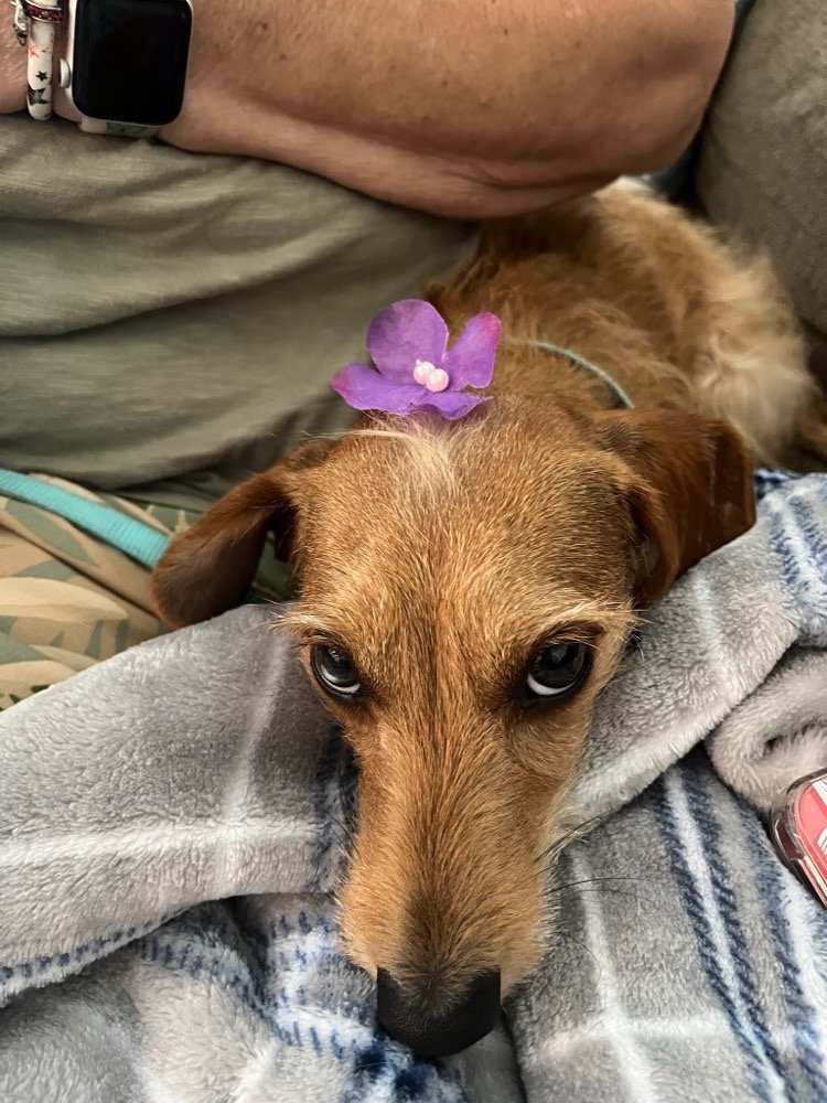 HAIR OF THE DOGS PET SALON & SPA Updated September 2024 4253