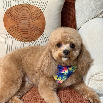 Dawg House - Pet Groomers Near Me - Richmond, California