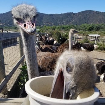 Ostrichland USA - Attraction Farms Near Me - Solvang, California Ostrichland USA - Attraction Farms Near Me - Solvang, California