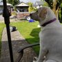 Photo of TAILored Pet Services LLC and Four-Legged Fun Zone