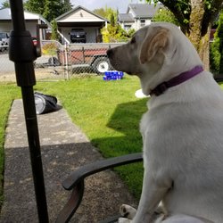 TAILored Pet Services LLC and Four-Legged Fun Zone - waiting for Ashley and her walk