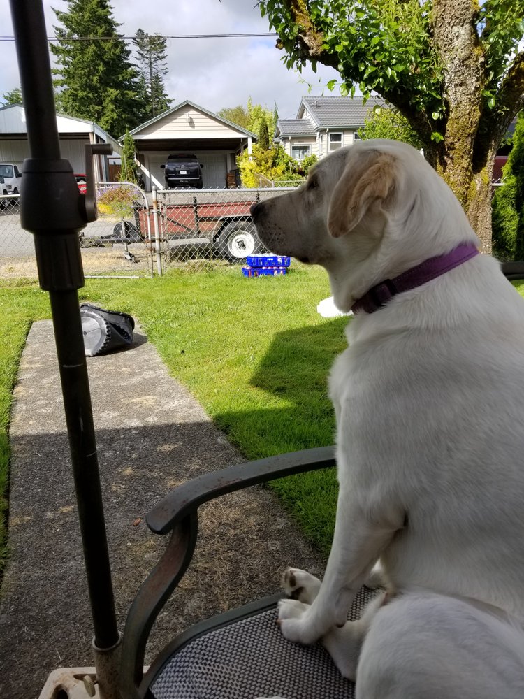 TAILored Pet Services LLC and Four-Legged Fun Zone - pet boarding facility in Everett, WA