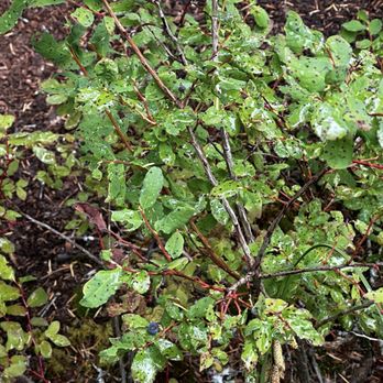 Chugach State Park Bird Point Trailhead - Blueberry - Parks Near Me - Indian, Alaska