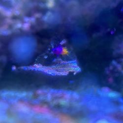 River City Aquatics - Royal gramma