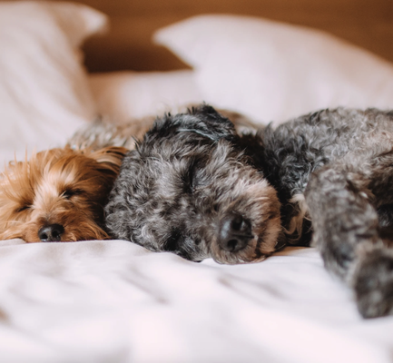 Day Care for Dogs Under 35 Pounds! - Daycare

Daycare Reservation Requirements

Please give us 24 hours notice so we can guarantee your pet(s) a spot.  Space cannot be guaranteed if you call at the last minute or just show up.  Likewise, cancelling 24 hours in advance will allow another dog a space.  If you’ve made a reservation and need to cancel, please do so before 6 PM on the evening before your scheduled visit.  Forgetting to cancel your reservation will result in your obligation to pay the full day’s fee.

Daycare Rates

Half day (up to 5 hours) $25
Full day (over 5 hours) $38
Full day for 2 or more dogs: $32 per dog

$5 fee for medication administered during daycare