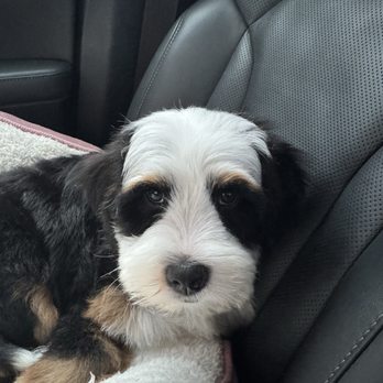 Petbar Waterside - Now I can see her eyes - Pet Groomers Near Me - Fort Worth, Texas