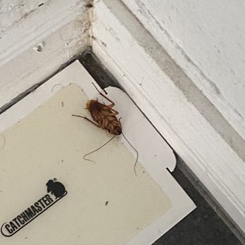Creepy Crawly Pest Control - Sewer Bugs - Pest Control Near Me - Tempe, Arizona