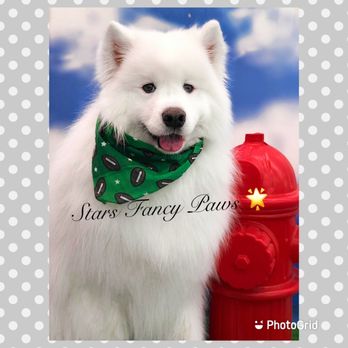 Stars Fancy Paws - Our Samoyed boy Kona - Pet Groomers Near Me - Bakersfield, California Stars Fancy Paws - Our Samoyed boy Kona - Pet Groomers Near Me - Bakersfield, California