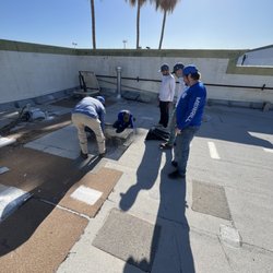 Merrill Pest Solutions - Bird trapping