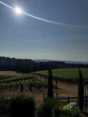 Alloro Vineyard by null