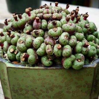 Lone Pine Gardens - Nurseries & Gardening Near Me - Sebastopol, California