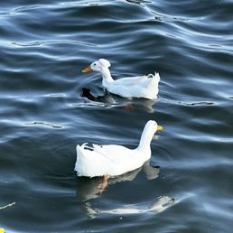 ducks ducks