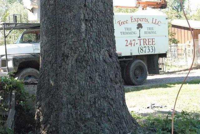Tree Experts - tree service in Los Lunas, NM