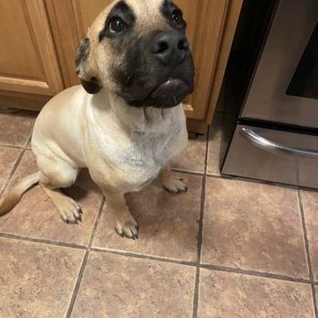 Disco Paws - After - Pet Sitting Near Me - Astoria, New York