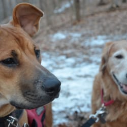 Sag Valley Trail System and Forest Preserve - Dogs are welcome as long as they are kept on a leash.