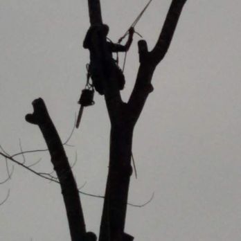 Branching Out Tree Care Experts - Trees are pur passion - Tree Services Near Me - Forest, Virginia Branching Out Tree Care Experts - Trees are pur passion - Tree Services Near Me - Forest, Virginia