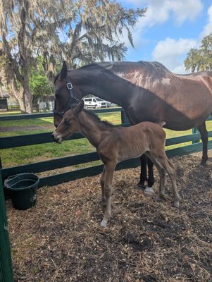 Farm Tours of Ocala by null