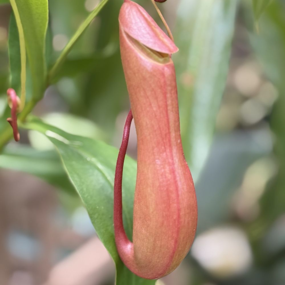 Phantasea Botanical Gardens - Botanical Gardens Near Me - St Thomas, Virgin Islands