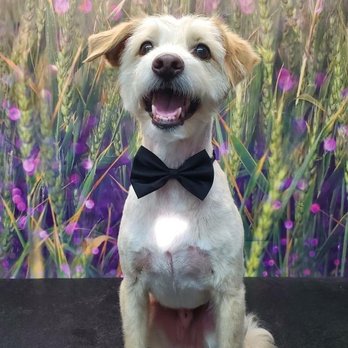 Ooh La La Mobile Dog Spaw - Finley 23# skinny boy - Pet Groomers Near Me - Wildomar, California