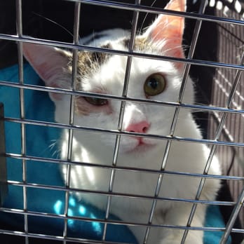 Edgefield Animal Clinic - Spots got pink eye. Poor lil feller. - Veterinarians Near Me - Dallas, Texas Edgefield Animal Clinic - Spots got pink eye. Poor lil feller. - Veterinarians Near Me - Dallas, Texas
