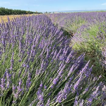 Araceli Farms - Attraction Farms Near Me - Dixon, California Araceli Farms - Attraction Farms Near Me - Dixon, California