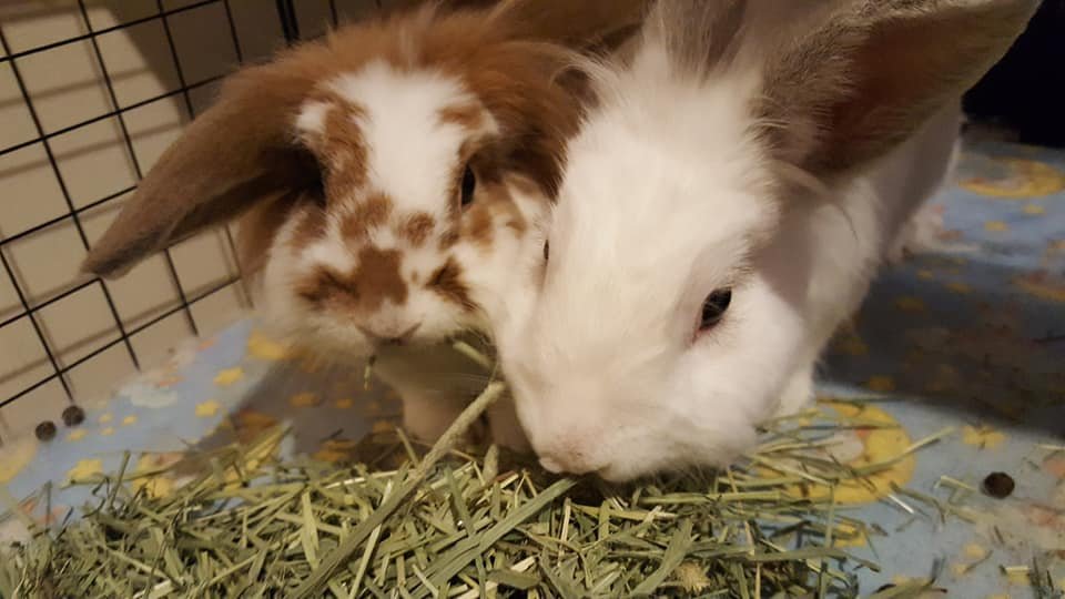 Paige's Pet Sitting - pet boarding facility in South Burlington, VT