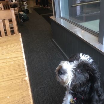 Black Cap Coffee & Bakery - Feat. my service dog. Ambiance - Coffee & Tea Near Me - Burlington, Vermont Black Cap Coffee & Bakery - Feat. my service dog. Ambiance - Coffee & Tea Near Me - Burlington, Vermont