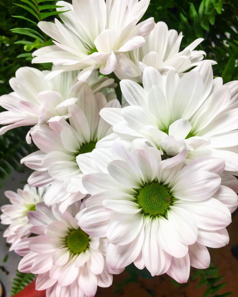 GENUARDI FLORIST Updated May 2024 108 Photos & 14 Reviews 850 S