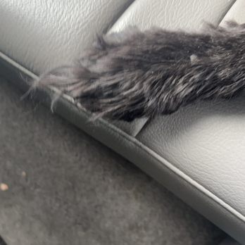 Happy Paws Grooming Salon - Uneven cut - Pet Groomers Near Me - Morrison, Colorado