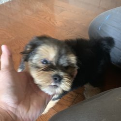 T J's Kennel - yorkie-poi