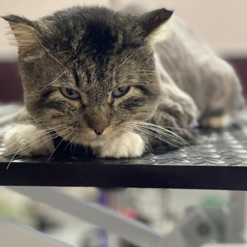La Bella Pet Spa - Kitty - Pet Groomers Near Me - Cedar Rapids, Iowa La Bella Pet Spa - Kitty - Pet Groomers Near Me - Cedar Rapids, Iowa