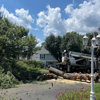 Lopez Tree Services - Tree Services Near Me - Alexandria, Virginia Lopez Tree Services - Tree Services Near Me - Alexandria, Virginia