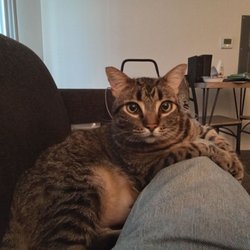 Purrfurred Pet Sitters - Sierra