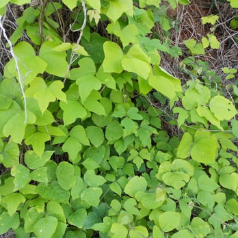 Norris Dam State Park - Kudzu close up - Parks Near Me - Rocky Top, Tennessee