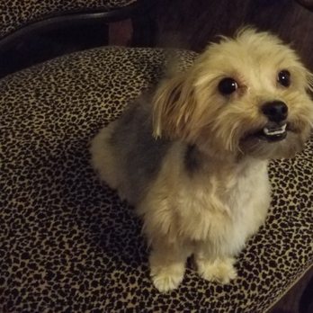 Ideal Pet Grooming - My morkie posing happily and groomed to perfection thanks to Ideal Pet Grooming. Wish this was a scratch and sniff pic- smells great! - Pet Groomers Near Me - Rosharon, Texas Ideal Pet Grooming - My morkie posing happily and groomed to perfection thanks to Ideal Pet Grooming. Wish this was a scratch and sniff pic- smells great! - Pet Groomers Near Me - Rosharon, Texas