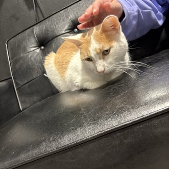 Orlando Cat Cafe - Animal Shelters Near Me - Clermont, Florida Orlando Cat Cafe - Animal Shelters Near Me - Clermont, Florida