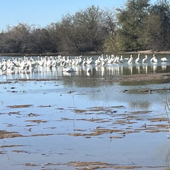 Riparian Preserve at Water Ranch - Pelicans! - Parks Near Me - Gilbert, Arizona