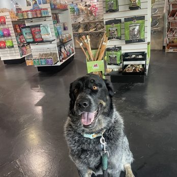 Spoiled Paws - Pet Groomers Near Me - Henderson, Nevada Spoiled Paws - Pet Groomers Near Me - Henderson, Nevada