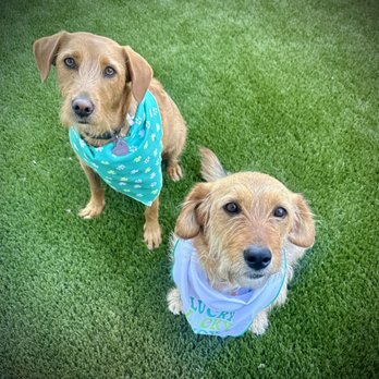 Rover's Retreat - Dogs - Animal Shelters Near Me - Torrance, California Rover's Retreat - Dogs - Animal Shelters Near Me - Torrance, California