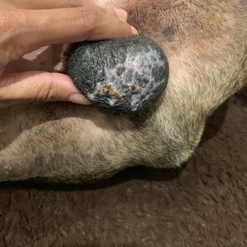 Pet Paradise New Orleans - This is his testicals almost two weeks later :( scarred and still some scabs. Prepping for wound cleaning - Pet Groomers Near Me - Kenner, Louisiana