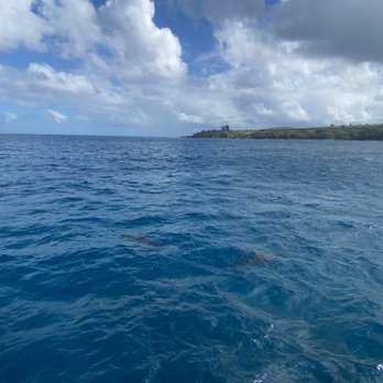 Sea Maui - Dolphins - Boat Charters Near Me - Lahaina, Hawaii Sea Maui - Dolphins - Boat Charters Near Me - Lahaina, Hawaii