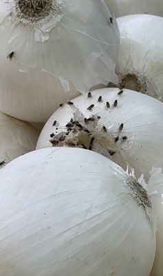 C-Town Farmer's Market by null